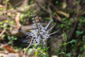 Tomasz Teodorczyk – Dziennik indonezyjski