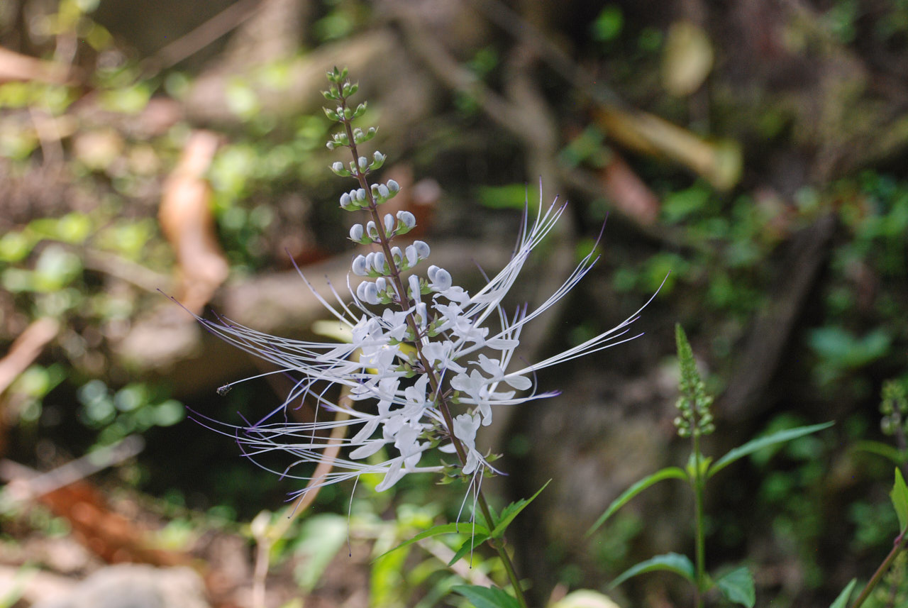 Tomasz Teodorczyk – Dziennik indonezyjski