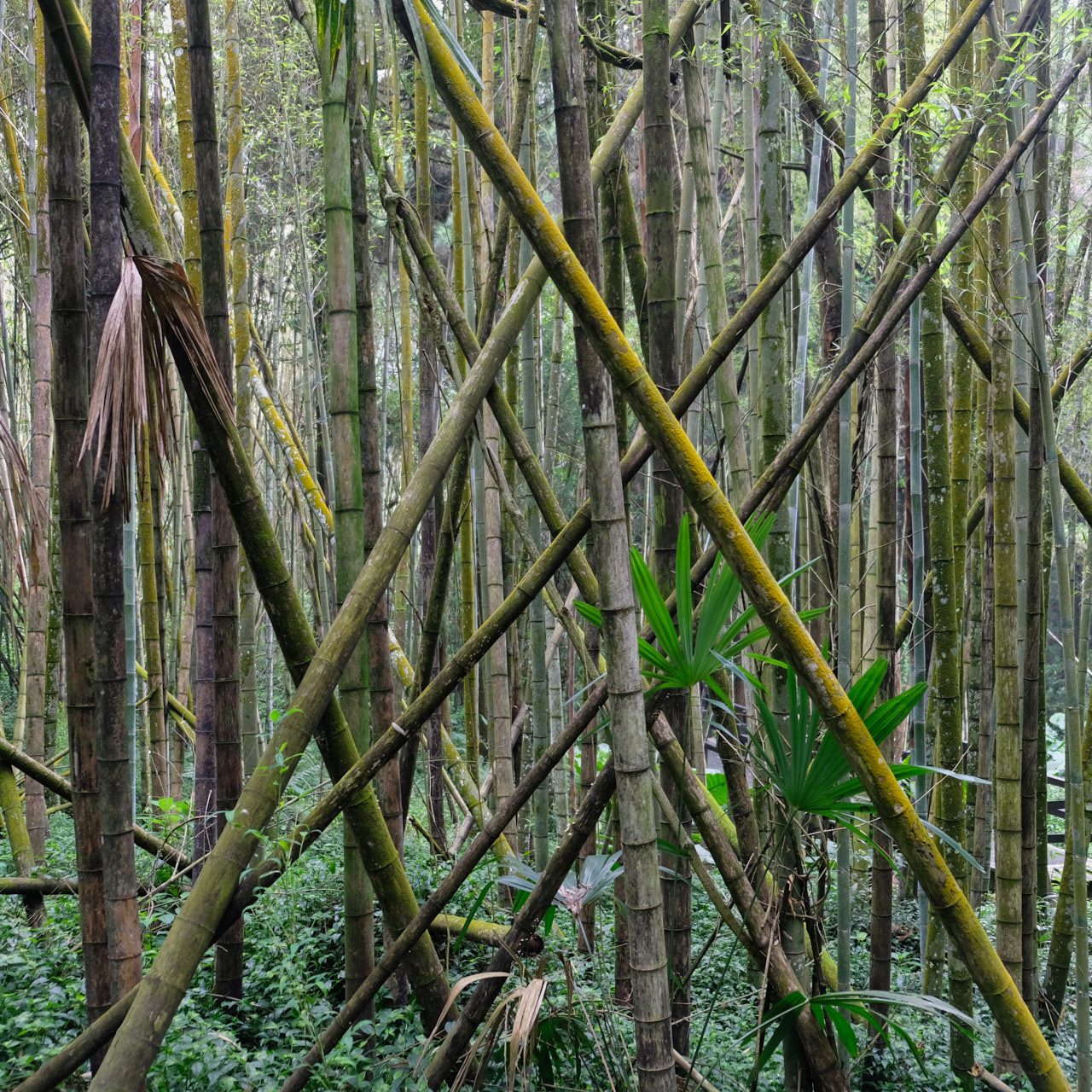 Tomasz Teodorczyk – Dziennik tajwański